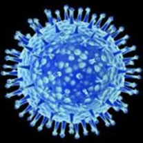 Virus del papiloma humano