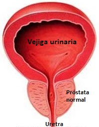 Anatomía de la vejiga, próstata y uretra