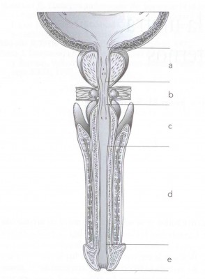 Figura 2: a. Uretra prostática; b. uretra membranosa; c. uretra bulbar; d. uretra péndula o peneana; e. uretra glandar