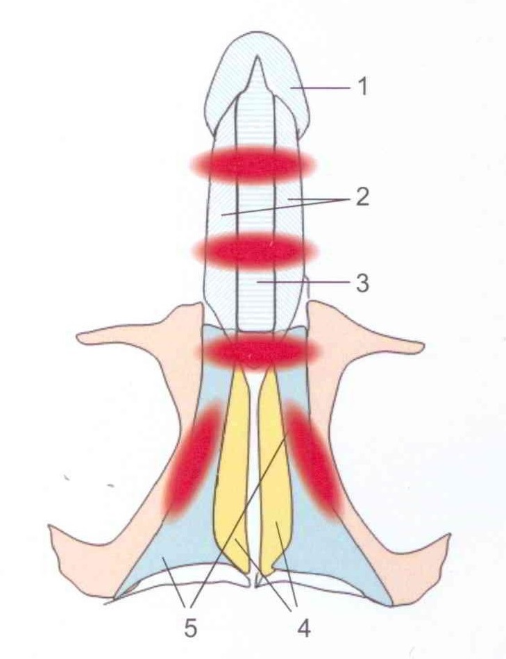 Diferentes zonas anatómicas del pene donde se aplica la sesión de ondas de choque de baja intensidad